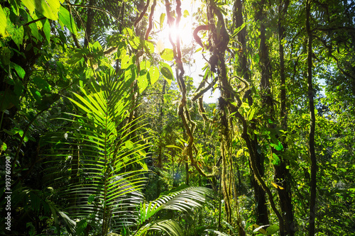 Dżungla w Kostaryce