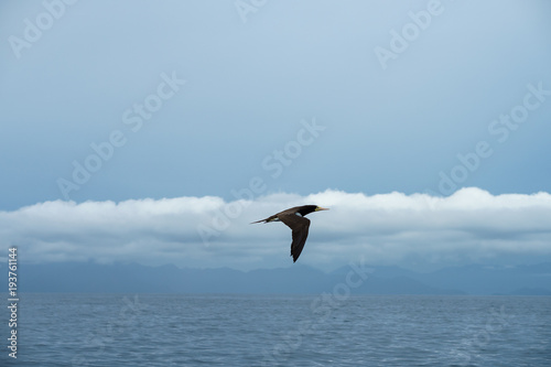 A bird flying over the ocean