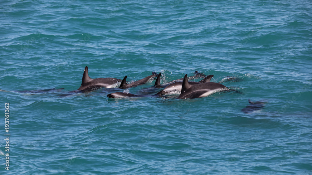 Obraz premium A group of wild dusky dolphins (Lagenorhynchus obscurus) near Kaikoura, New Zealand.