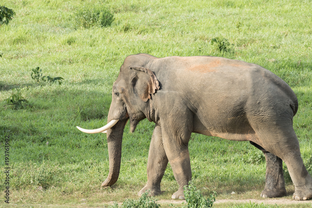 Fototapeta premium Asiatic Elephant is big five animal in asia