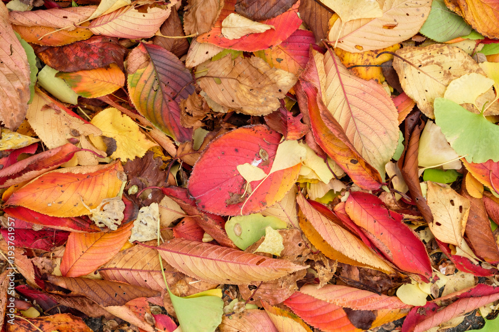 Colorful leaves fresh and dry on earth in autumn garden Colorful leaves fresh and dry on earth in autumn garden