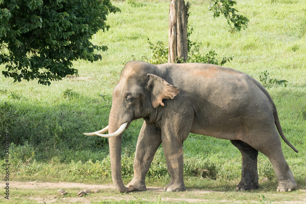 Fototapeta premium Asiatic Elephant is big five animal in asia