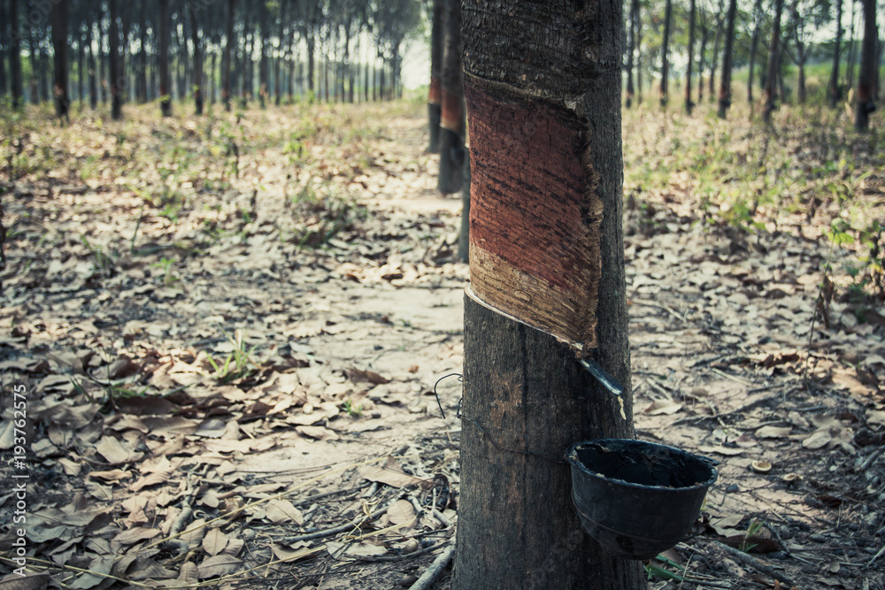 Obraz premium Rubber tree.