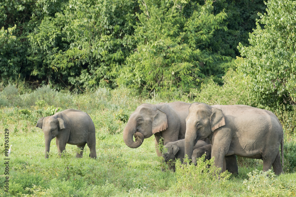 Fototapeta premium Asiatic Elephant is big five animal in asia