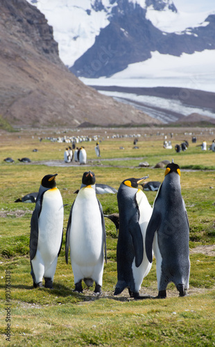 A Foursome of King Penguins Standing in a Grassy Meadow with a Portion of a Snowy Mountain in the Background