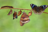 Transformation of female from caterpillar to great eggfly butterfly ( Hypolimnas bolina Linnaeus ) on twig