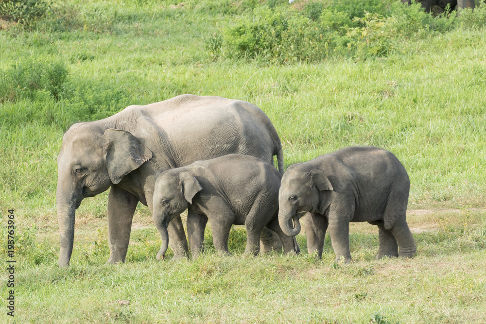 Asiatic Elephant is big five animal in asia