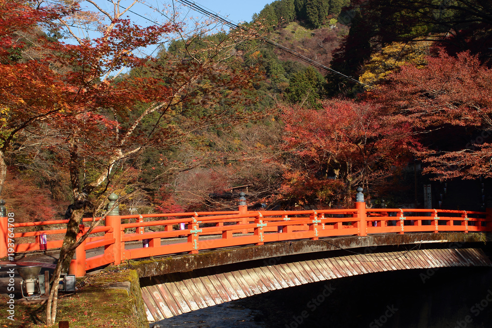 Fototapeta premium 京都 高雄橋と紅葉