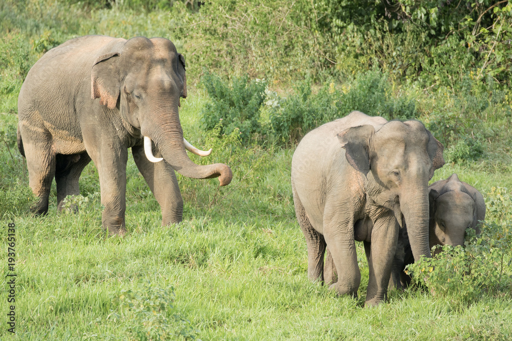 Fototapeta premium Asiatic Elephant is big five animal in asia