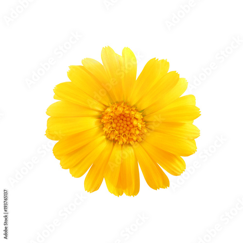 one yellow chamomile bud top view isolated on white background with clipping path
