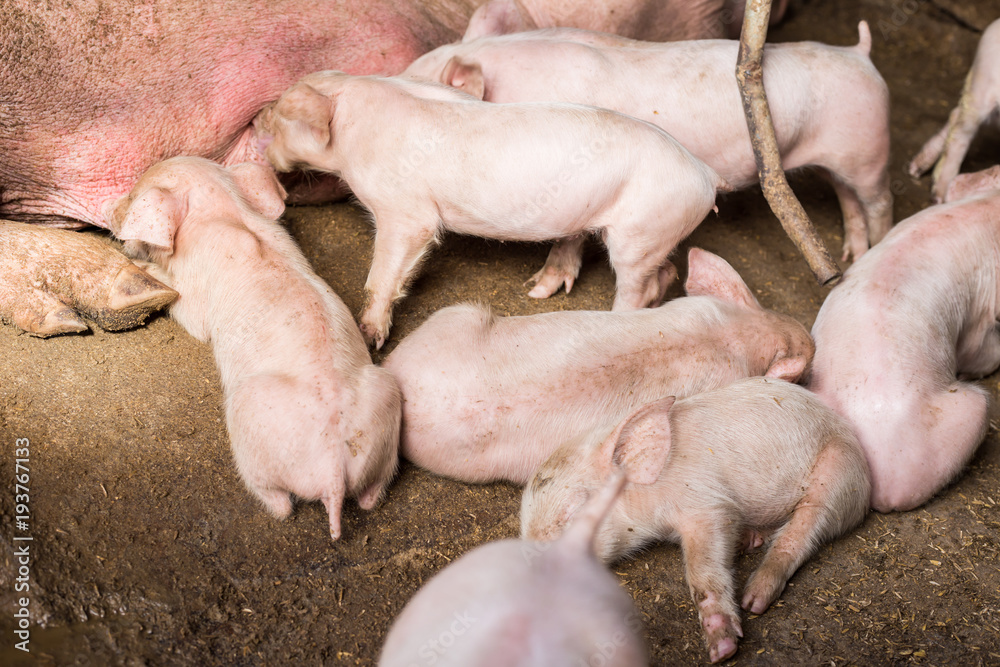 Piglets in rural traditional soil floor farm Piglets in rural traditional soil floor farm