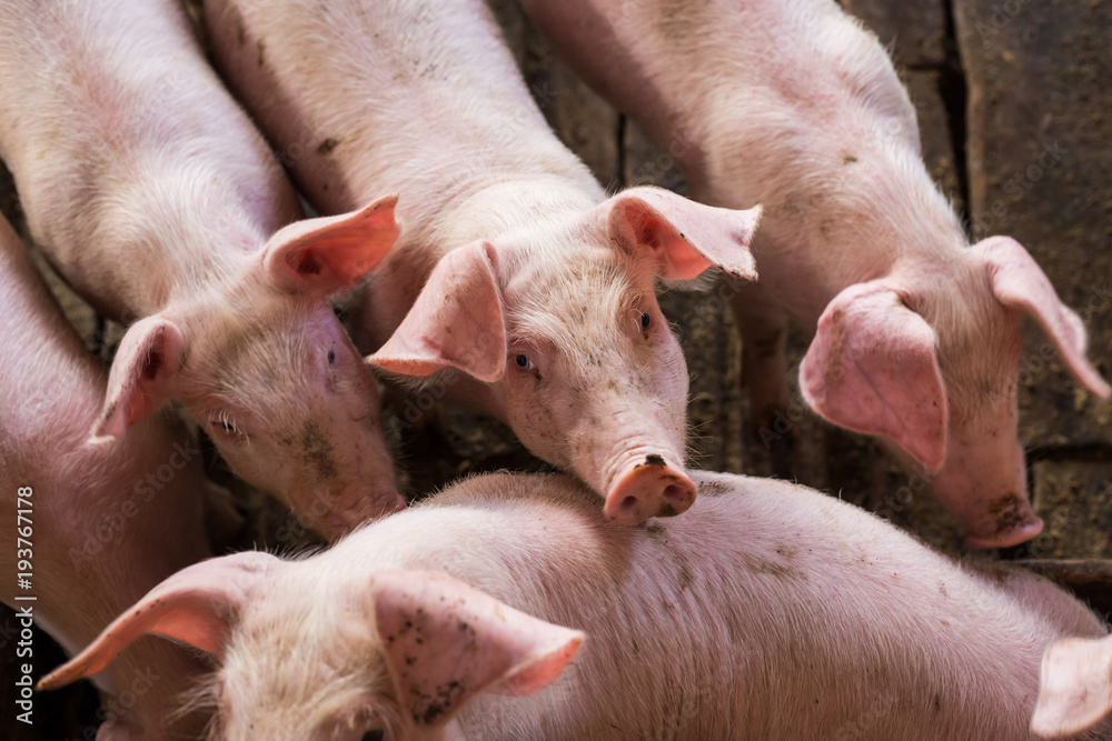 Piglets in rural traditional soil floor farm Piglets in rural traditional soil floor farm