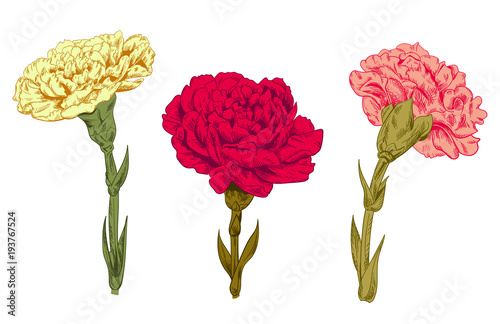 Set of carnation schabaud: red, pink, yellow flowers, green stems, leaves on white background for Mother's Day, Victory day, digital draw in engraving vintage sketch style, vector