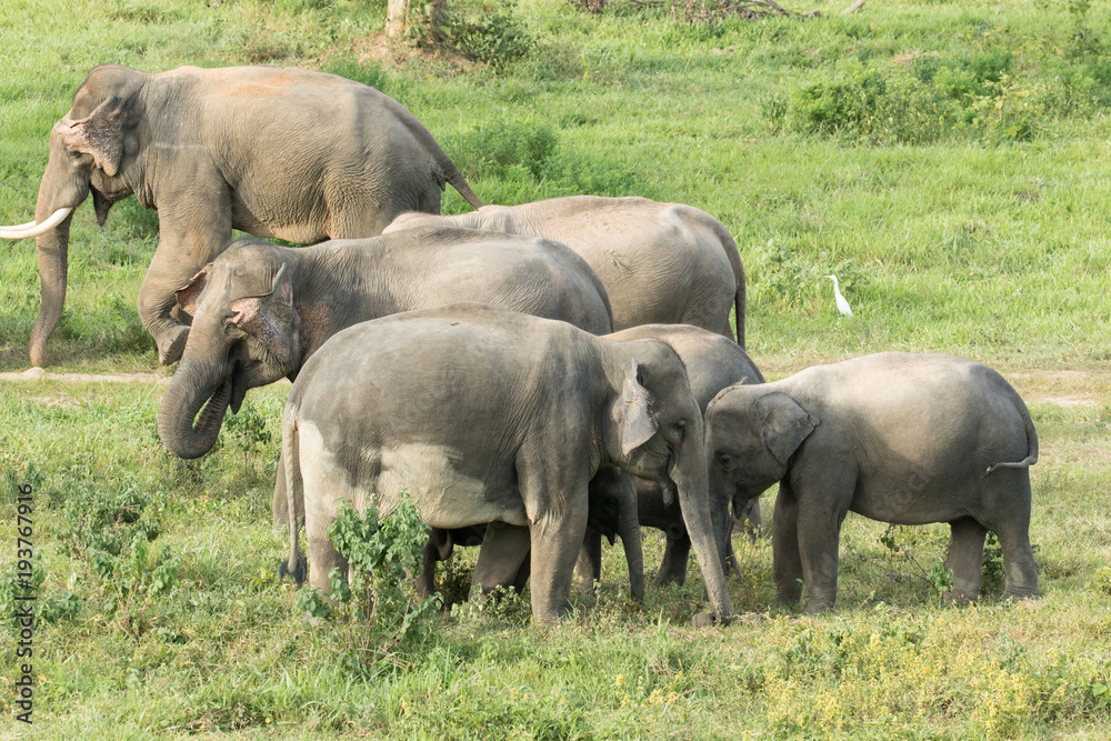 Fototapeta premium Asiatic Elephant is big five animal in asia