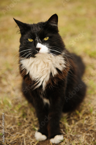 Tuxedo Cat outdoor portrait sitting on ground