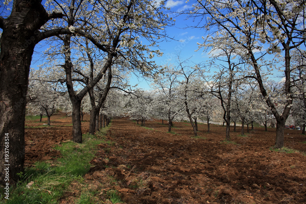 Blooming cherry trees in spring