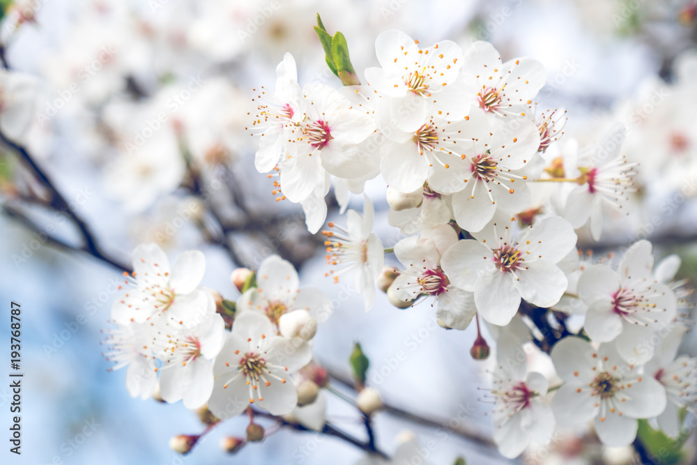 Beautiful flowering plum trees. Background with blooming flowers in spring day Beautiful flowering plum trees. Background with blooming flowers in spring day