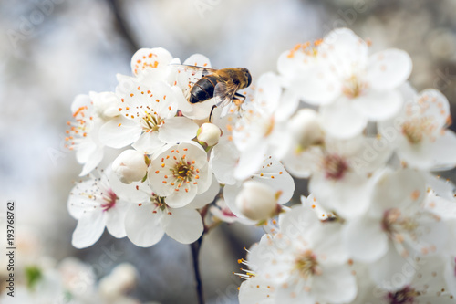 Beautiful flowering plum trees. Background with blooming flowers in spring day