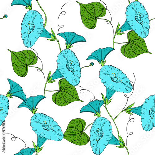 Vector colored pattern with blue bindweed on white background. Vintage flowers.