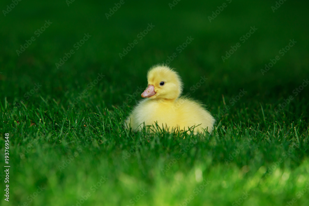 little yellow duckling