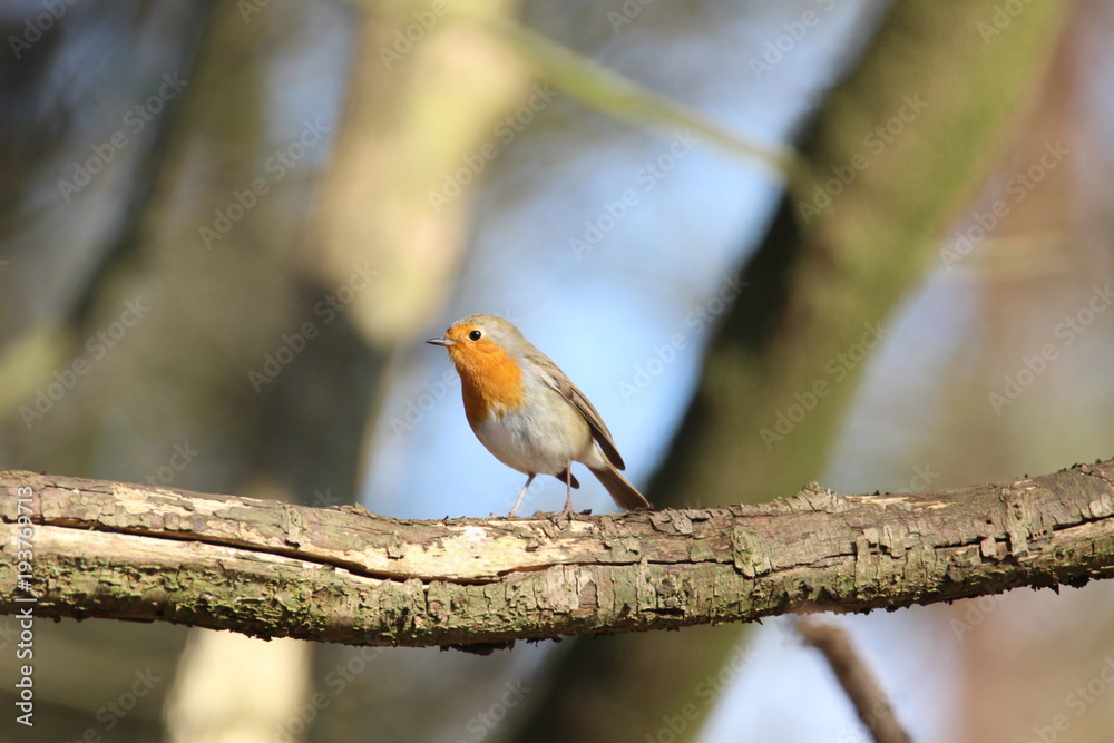 Rotkehlchen in der Sonne Rotkehlchen in der Sonne