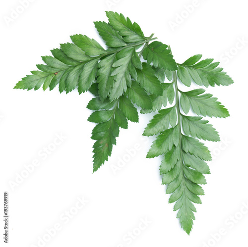 green leaves of fern isolated on white