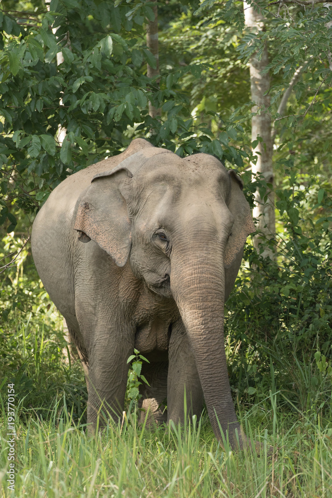 Obraz premium Asiatic Elephant is big five animal in asia