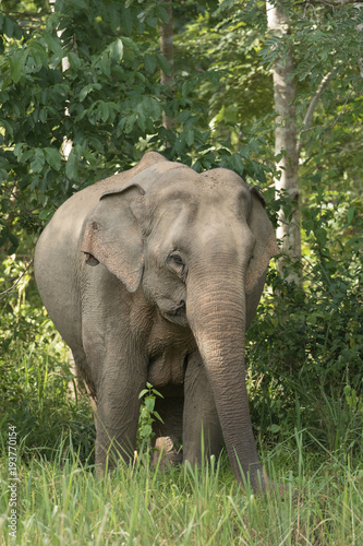 Asiatic Elephant is big five animal in asia © Visanuwit