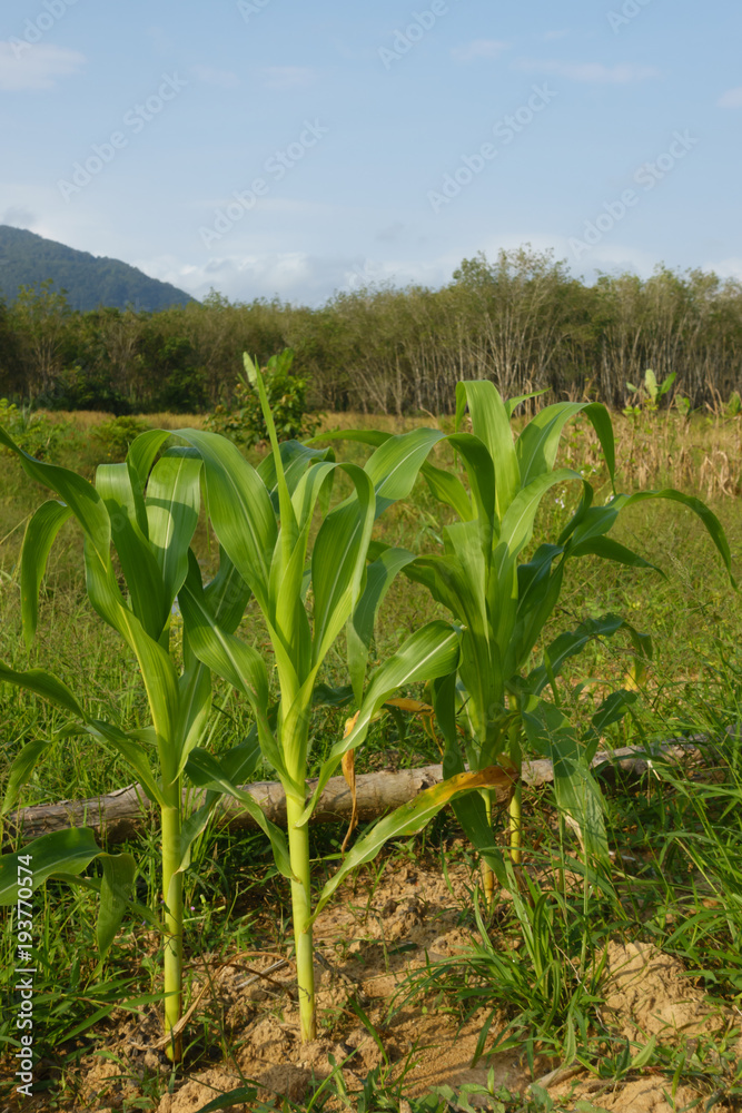 Fototapeta premium Corn plant