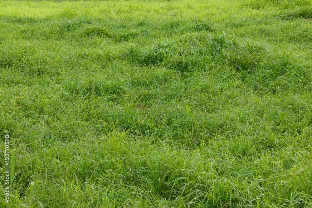 Grow grass to feed cattle Grow grass to feed cattle