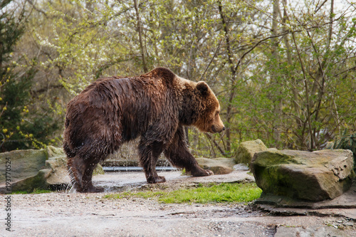 Big wet brown bear in a zoo on an artificial rock.