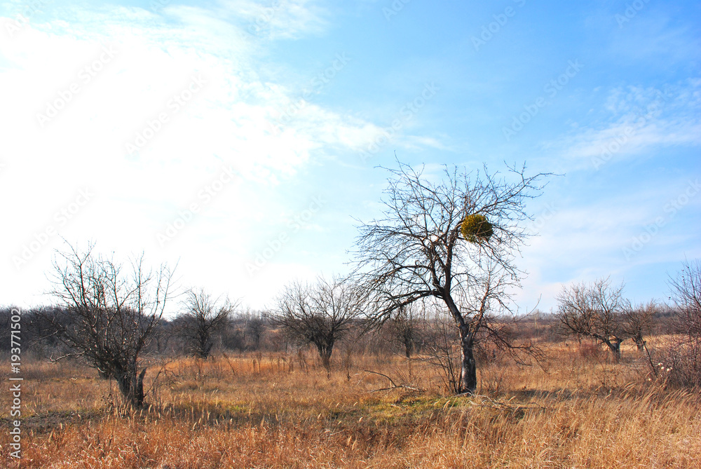 Apple garden without leaves on the lawn with dry grass, the sky and clouds, autumn, Ukraine Apple garden without leaves on the lawn with dry grass, the sky and clouds, autumn, Ukraine