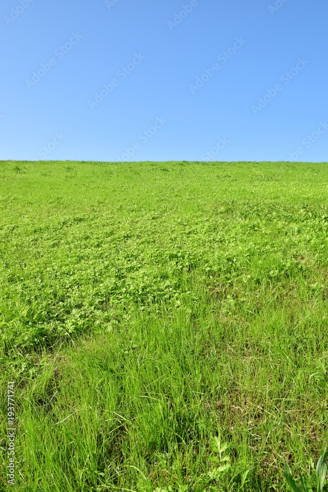 土手の草原