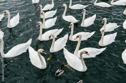 Cuadro en lienzo Swans swimming in river