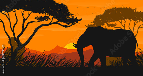 Silhouette scene with elephant in the field