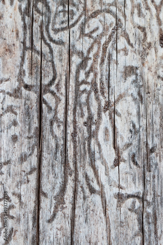 Bark beetle gallery engraving on wood