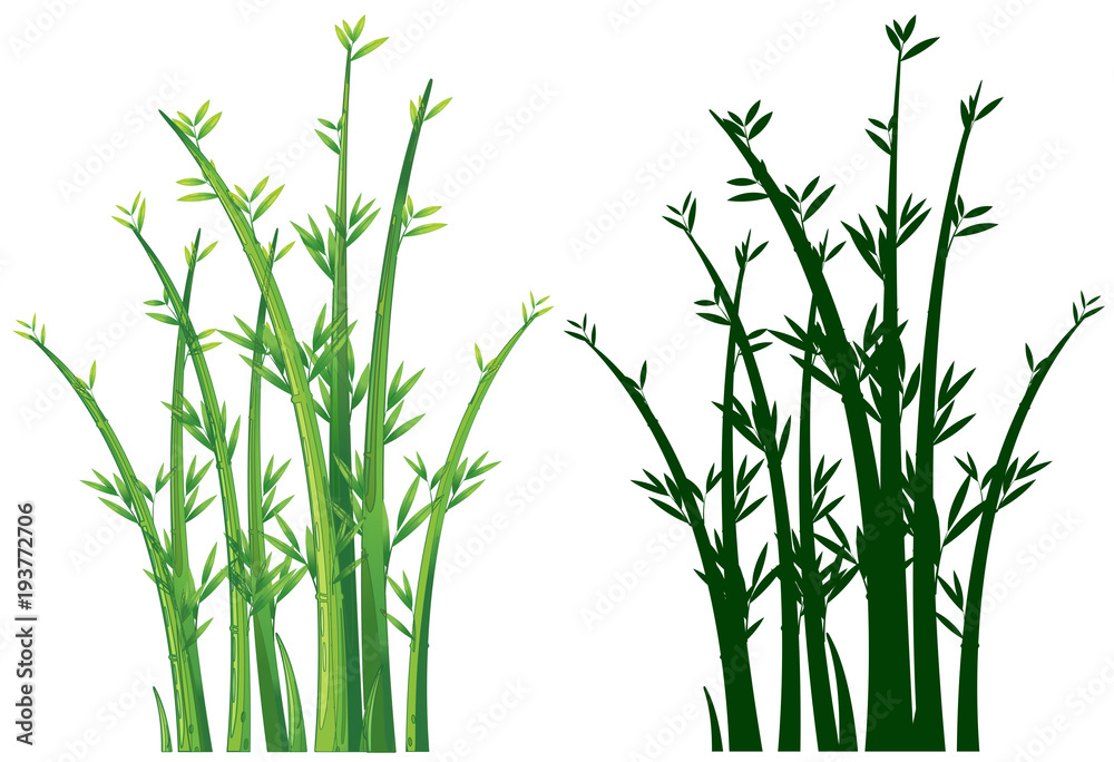 Fototapeta premium Bamboo trees in green