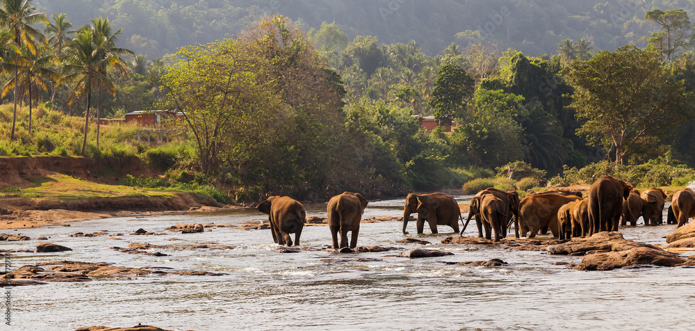 Obraz premium Asian elephants swimming playing and bathing in river Sri Lanka