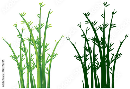 Bamboo trees in green