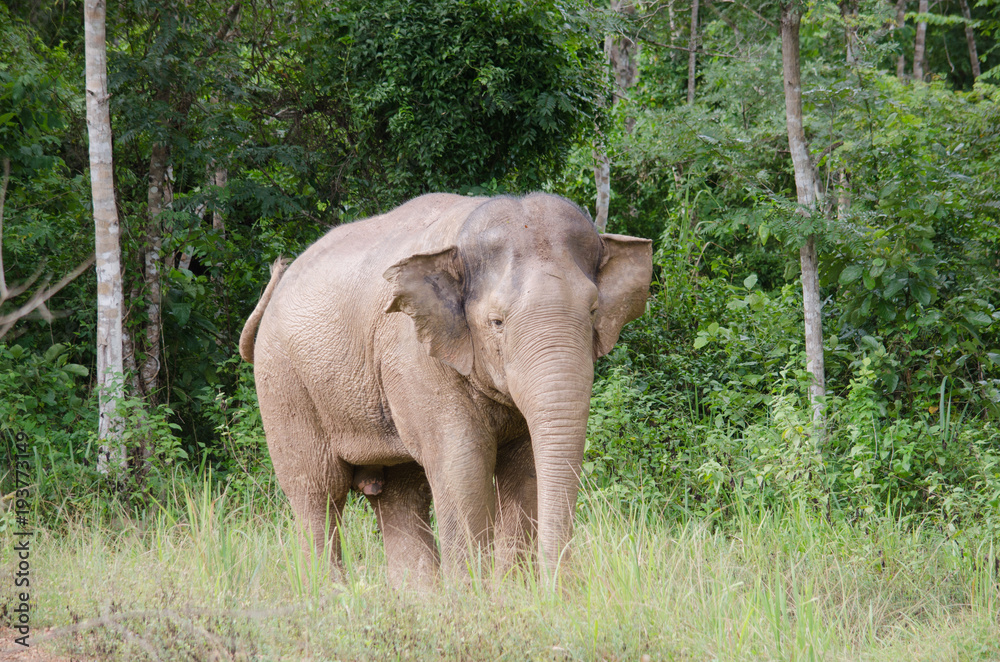 Asiatic Elephant is big five animal in asia