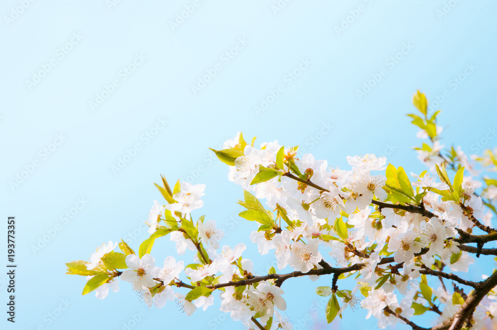 Obraz premium Beautiful Spring Nature background
