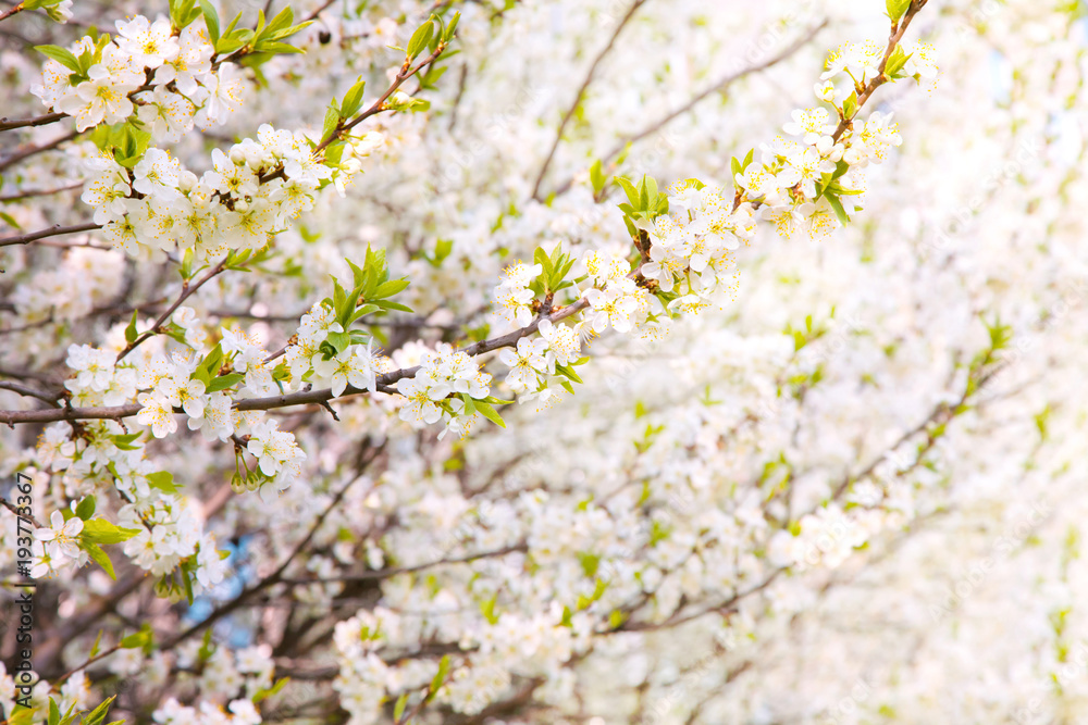 Obraz premium Beautiful Spring Nature background
