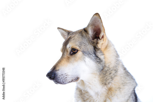 wolfhound
