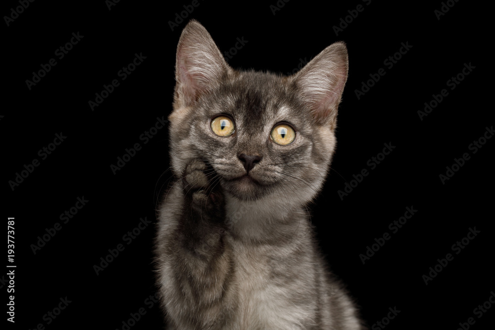 Fototapeta premium Funny Portrait of Thinking Gray Kitten with paw show amazement on Isolated Black Background