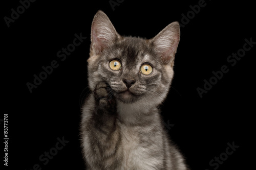 Funny Portrait of Thinking Gray Kitten with paw show amazement on Isolated Black Background © seregraff
