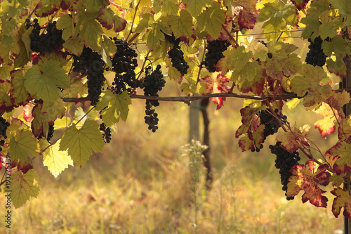 i colori del vigneto in autunno, uva nera