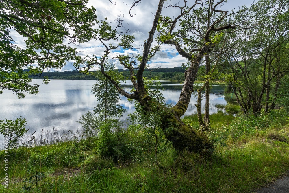 On the banks of Loch Achray, Trossachs, Scotland, Britain