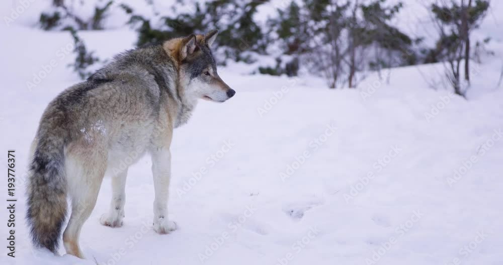 Sad looking and large wolf in frosty winter forest