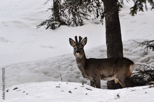 Wallpaper Mural deers in the wild  Torontodigital.ca