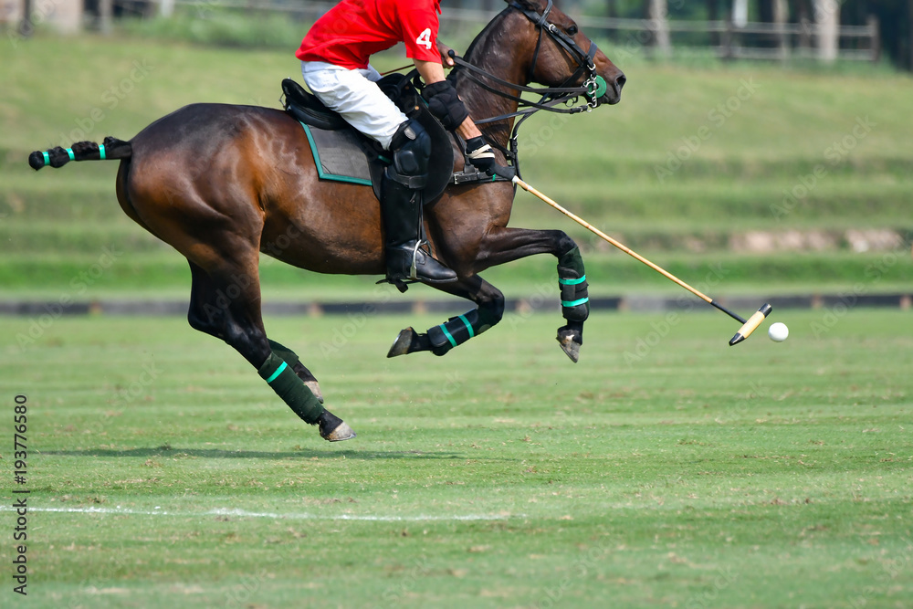 Horse polo player use a mallet hit ball